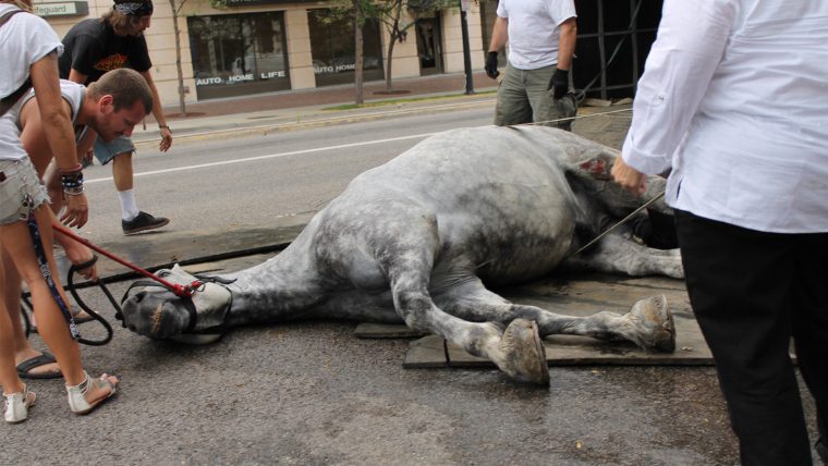 Debate Over Horse Carriages Pits Tradition Against Welfare
